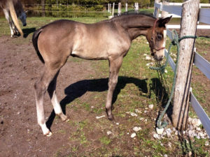 SVF Rendezvous Foal