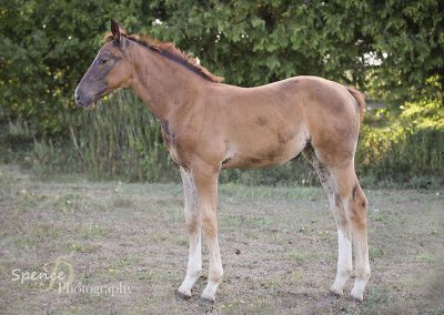 Vogue Filly For Sale